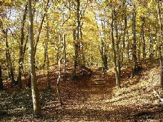 Herbstlandschaft